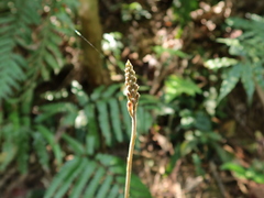 Erythrodes