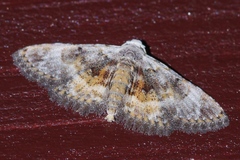 Araeopteron amoena