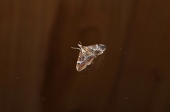 Agrioglypta fulguralis