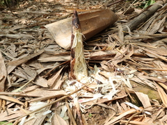 Phyllostachys makinoi