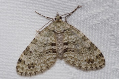 Trichopterigia consobrinaria