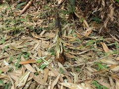 Phyllostachys makinoi