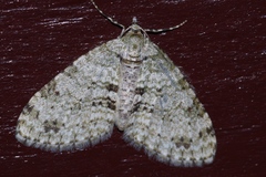 Trichopterigia consobrinaria