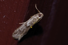 Glyptoteles leucacrinella