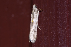 Glyptoteles leucacrinella
