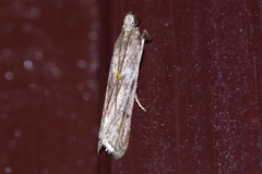 Glyptoteles leucacrinella