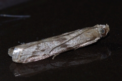 Glyptoteles leucacrinella