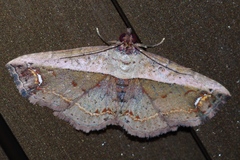 Eugnathia lunifera