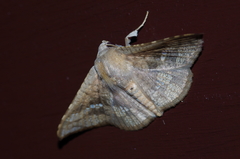 Canaea ryukyuensis