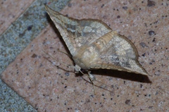 Canaea ryukyuensis