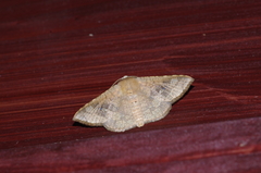 Canaea ryukyuensis