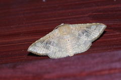Canaea ryukyuensis