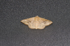 Canaea ryukyuensis