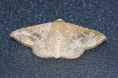 Canaea ryukyuensis