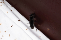 Serrognathus titanus okinawanus