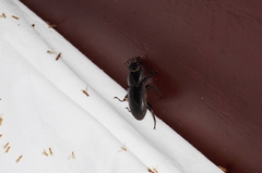 Serrognathus titanus okinawanus