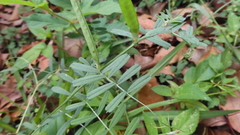 Vicia sativa nigra