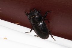 Serrognathus titanus okinawanus