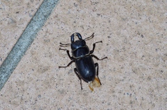 Serrognathus titanus okinawanus