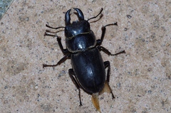 Serrognathus titanus okinawanus