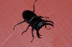 Serrognathus titanus okinawanus