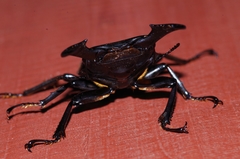 Serrognathus titanus okinawanus