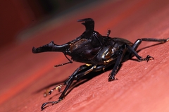 Serrognathus titanus okinawanus