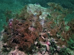 Kinetoskias