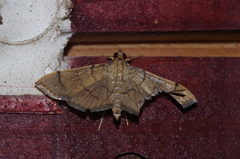 Omiodes decisalis