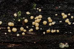 Trichoderma gelatinosum