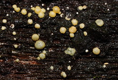 Trichoderma gelatinosum