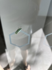 Colgaroides acuminata