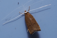 Lecitholaxa thiodora