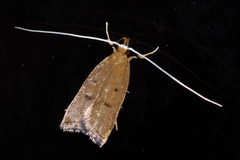 Lecitholaxa thiodora