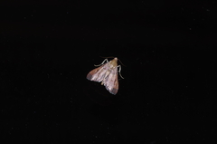 Endotricha theonalis