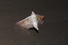 Endotricha theonalis