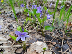 Viola uliginosa