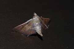 Endotricha theonalis