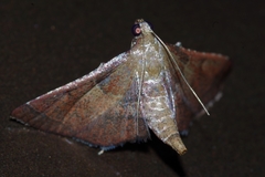 Endotricha theonalis