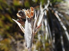 Bobartia robusta