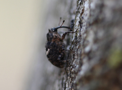 Eubulus