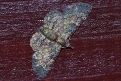Gymnoscelis esakii