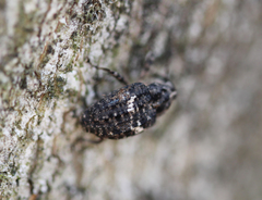 Eubulus