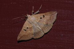 Blasticorhinus rivulosa