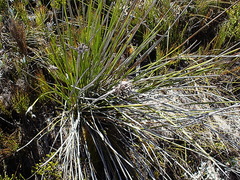 Bobartia robusta