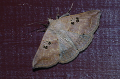 Blasticorhinus rivulosa