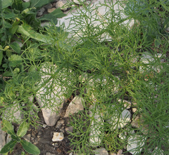 Ferula