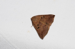 Blasticorhinus rivulosa