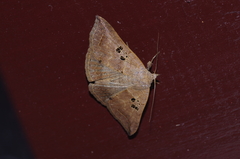 Blasticorhinus rivulosa