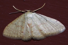 Idaea sakuraii